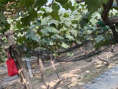 -马陆小张葡萄园农家乐