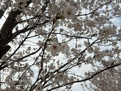 -武汉紫薇都市田园