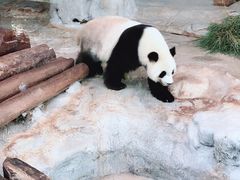 -海南热带野生动植物园
