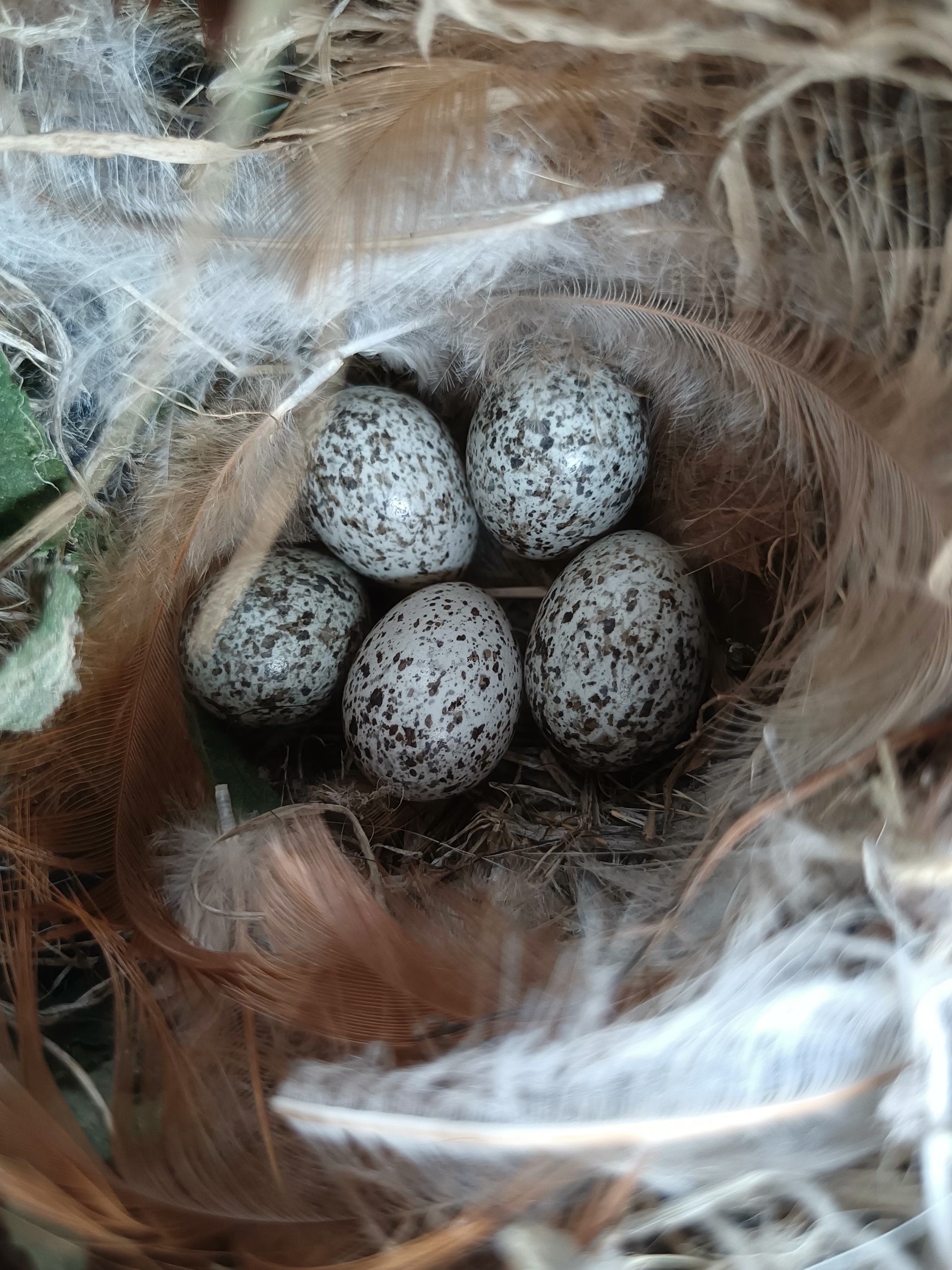 在充电桩箱子里发现了一个鸟窝,里面有3颗蛋