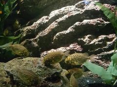-暹罗海洋世界