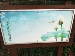 -陈家山荷花公园
