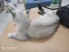 -鼓捣猫呢主题猫咖店