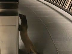 -福道
