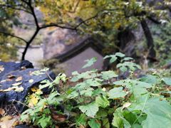 -北京鹫峰国家森林公园