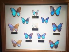 -上海昆虫博物馆