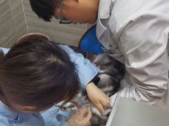 -瑞派名望志远动物医院·猫科·內科·异宠专科(直港大道店)