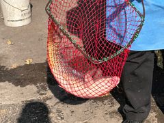 -金台阶鱼馆(于桥水库店)