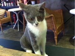 小灰-MIKAKU(万达广场上海宝山店)