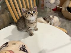 -楼上猫咖(罗湖店)