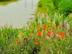 -花开海上生态园