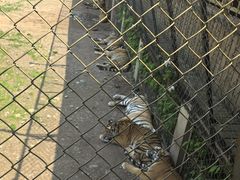 -横道河子东北虎林园