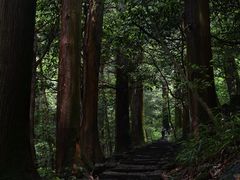 -天目山大树王景区