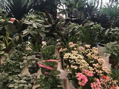 -金陵花卉交易市场