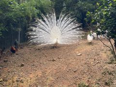 -泉州海丝野生动物世界