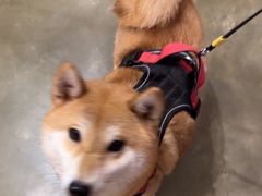 -PETKIT小佩宠物·低压洗护(国顺东路店)