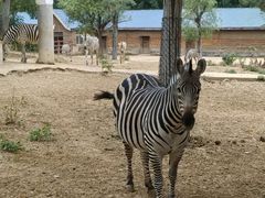 -石家庄市动物园