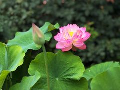 -莲花池公园