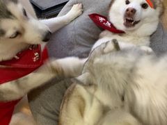 -Husky Go! 哈士奇体验馆·宠物咖啡厅狗咖