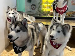 -Husky Go! 哈士奇体验馆·宠物咖啡厅狗咖