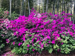 -宜兴龙背山森林公园