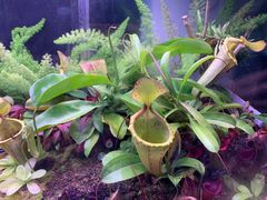-中国科学院西双版纳热带植物园