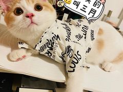 -屋虎猫馆(宝安大仟里店)