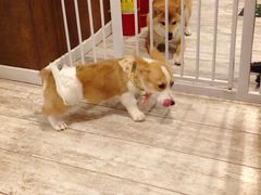 -百好乐宠物友好餐厅(朝外大街店)