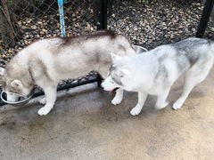 -TrueLove @ Neverland (Husky Cafe)