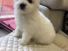 -翊宠yipet猫狗购宠庄园犬舍•猫舍