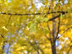 -重庆市江北嘴中央商务区中央公园