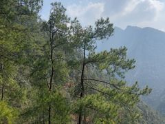 -武陵山森林公园