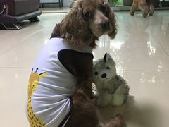 -佑安动物医院·全科·内窥镜中心(幸福巷店)