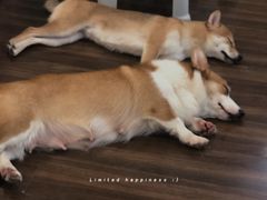 -柯斗斗主题餐厅·狗咖·围炉煮茶·茶饮(国瑞升平里店)