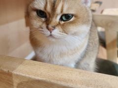 -MOCHA明星猫咖(田子坊店)
