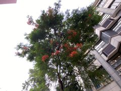 -广州市越秀区育才实验学校