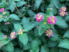 -南紀白浜 浜千鳥の湯 海舟