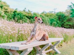 -花开海上生态园