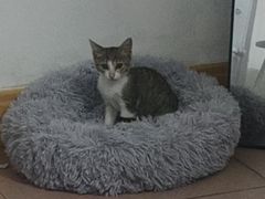 -博特宠物医院24h犬猫全科.骨科·异宠
