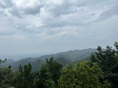 -兰溪马涧杨梅采摘