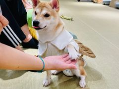 -逗柴咖啡屋·狗咖猫咖宠物桌游