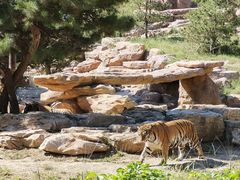 -北京野生动物园