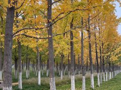 -汉长安城未央宫国家考古遗址公园