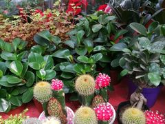 -秦美花卉(天朗·莱茵小城2期店)