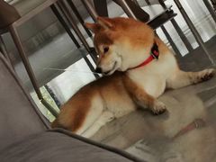 -萌宠之家·腊肠犬·马尔泰·小体犬舍