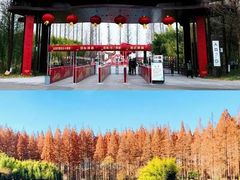 -黄海国家森林公园