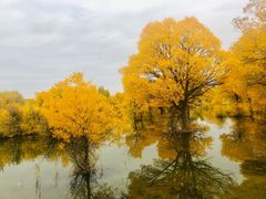 -金塔沙漠胡杨林景区