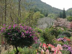 -深圳仙湖植物园