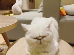-猫腻·猫咖·撸猫馆(星光大道店)