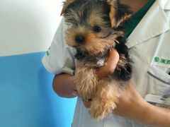 -瑞派福兴宠物医院犬猫全科·骨科·中西医结合(河东店)